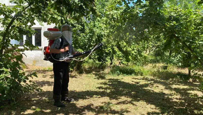 Çiftçilerin Umudu: Kükürt ve Samuray Arısı ile Mücadelenin Yeni Yolu