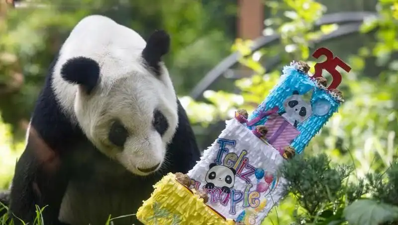 35 Yaşına Bastı: Dev Panda Xin Xin'in Eşsiz Kutlaması
