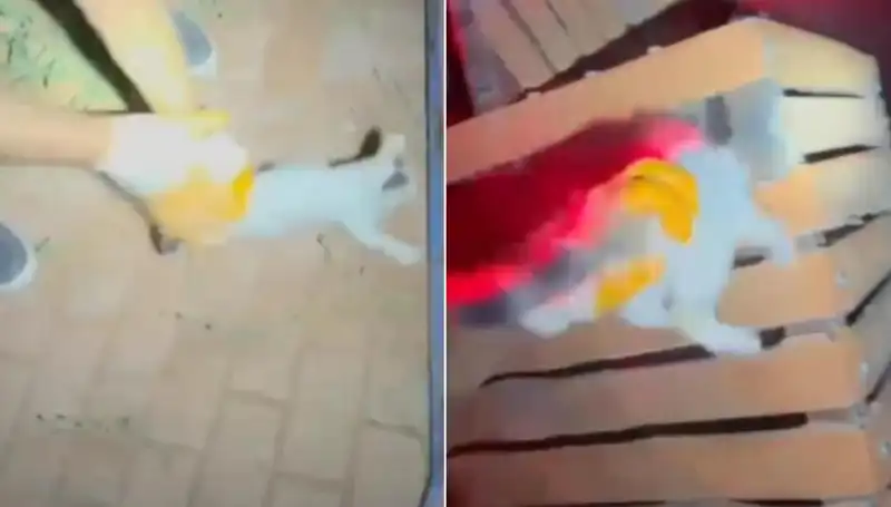 Gece Yarısı İtfaiyeden Hayvanseverler İçin Kedi Kurtarma Operasyonu